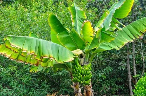 Is a banana a tree or a plant?